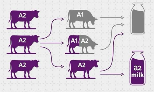 从a2奶粉拒绝A1了解A2酪蛋白与A1酪蛋白的区别